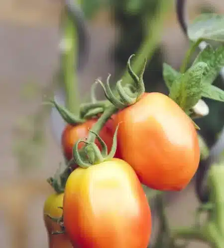 Nosotros farming04-free-img